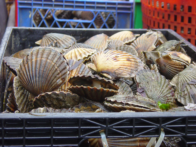 Bushel of scallops   Growth line evident on some
