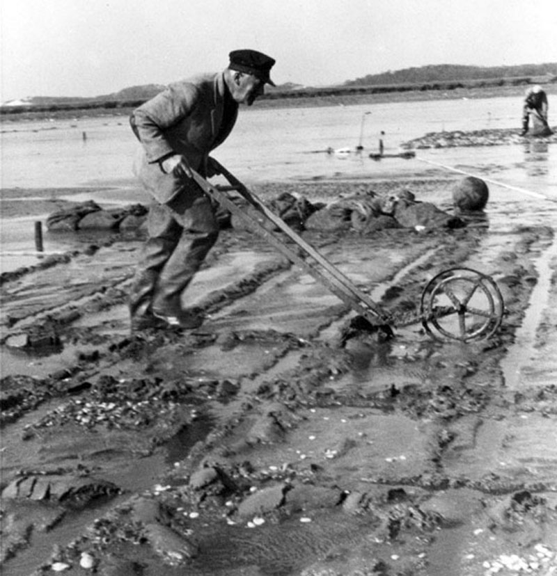 Dr  Albert Redfield using hand plow at Barnstable Harbor