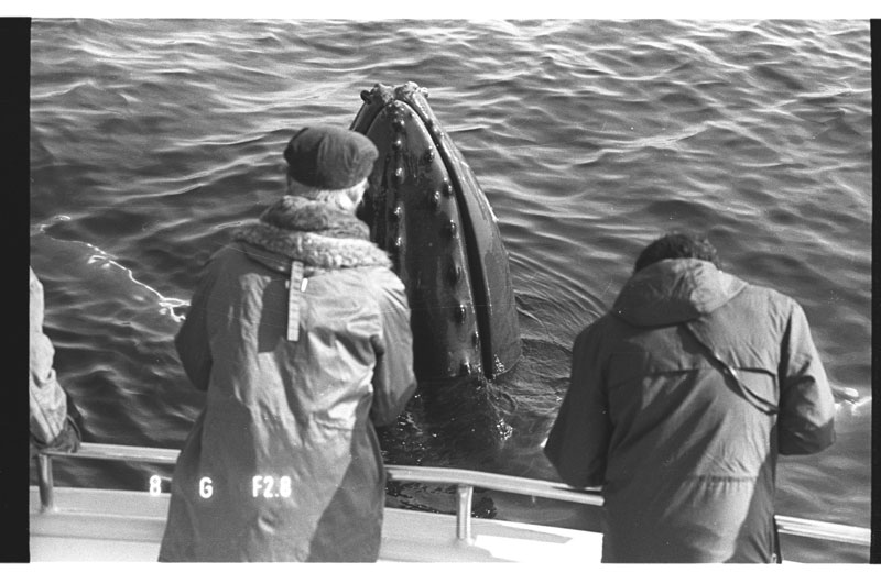 Old whale watch by Center for Coastal studies