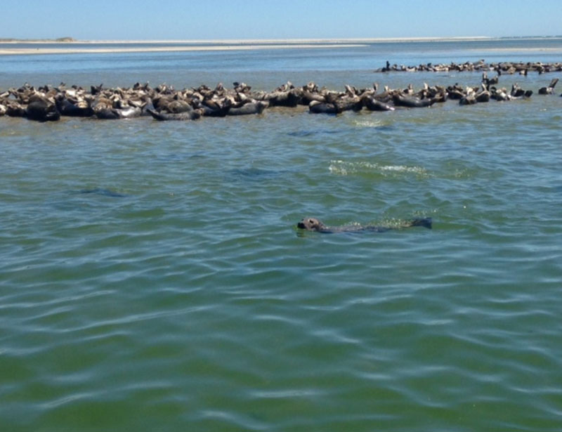 Seals hauled out on sandbar in Chatham Harbor Credit   Blue Claw tours